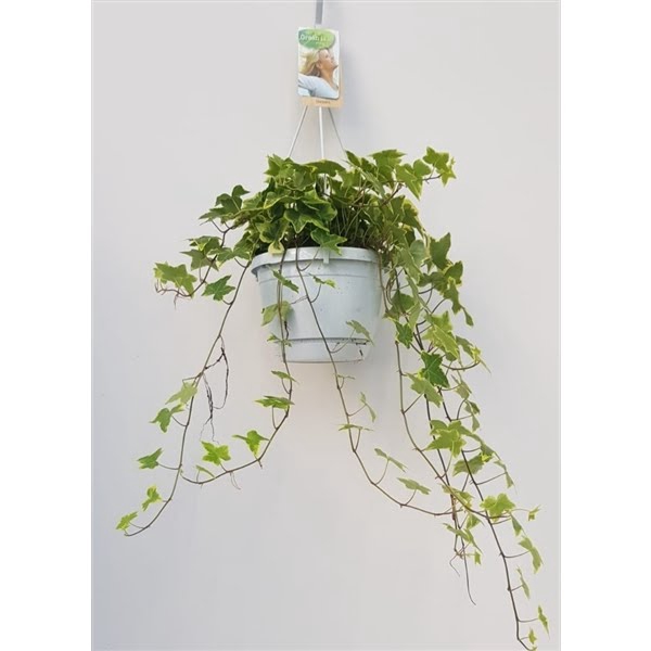 <h4>Hedera helix geelbont - hangpot wit / basic</h4>