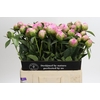 Paeonia Jacorma