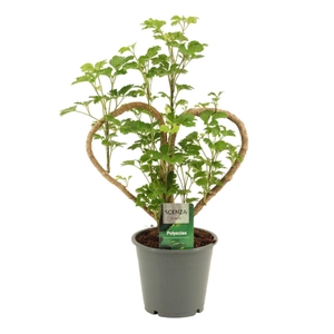 Polyscias Hart 12 cm