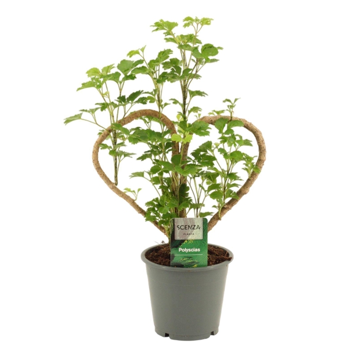 <h4>Polyscias Hart 12 cm</h4>