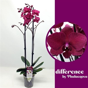 Phalaenopsis 'Bohemian Pavarotti'