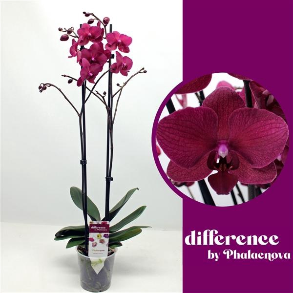 <h4>Phalaenopsis 'Bohemian Pavarotti'</h4>