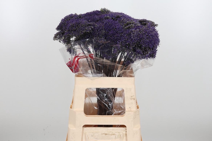 <h4>Trachelium Lake Superior</h4>