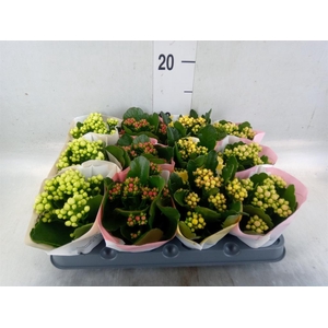 Kalanchoe blos.   ..rosebud mix  4