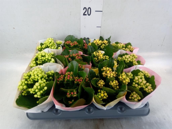 <h4>Kalanchoe blos.   ..rosebud mix  4</h4>