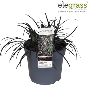 Ophiopogon planiscapus 'Nigrescens' p14