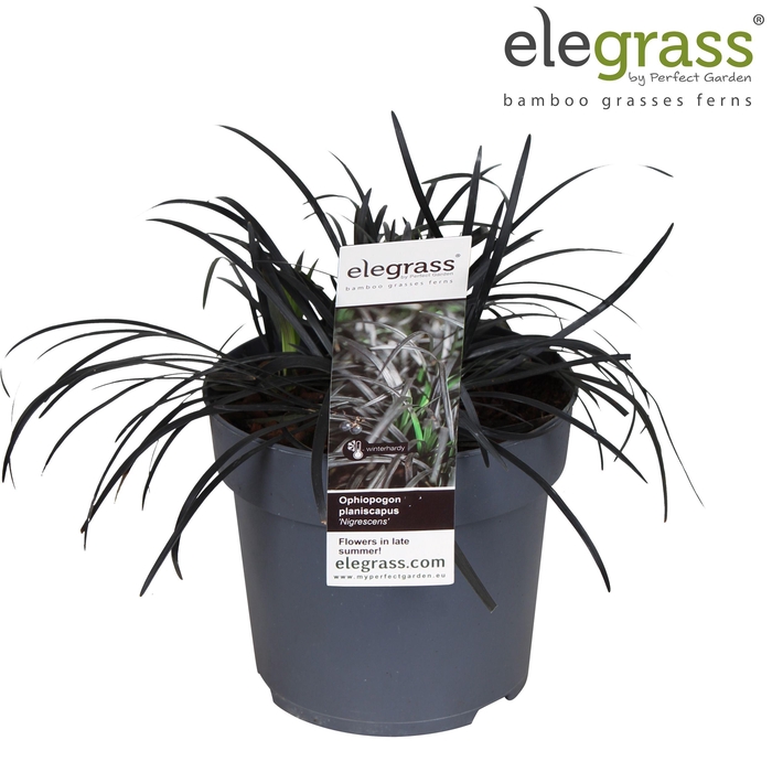 <h4>Ophiopogon planiscapus 'Nigrescens' p14</h4>