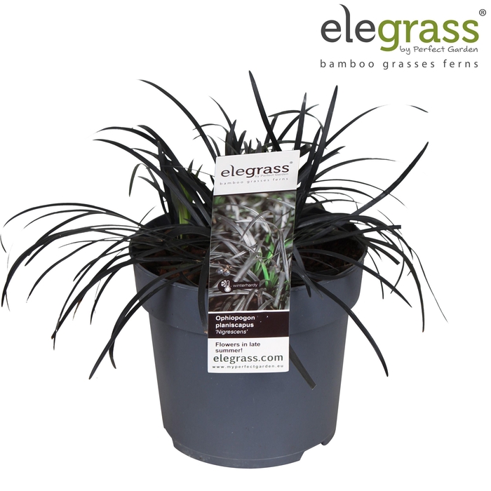 <h4>Ophiopogon planiscapus 'Nigrescens' p14</h4>