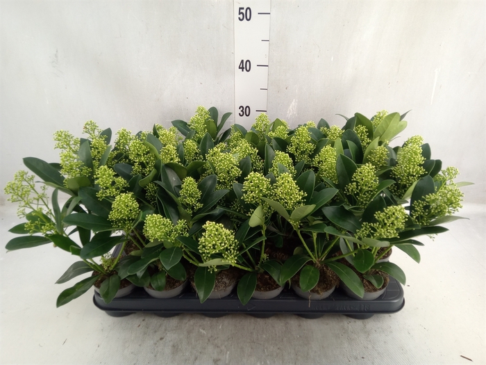 Skimmia jap. 'Finchy'