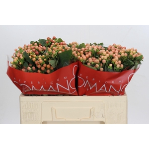 Hypericum Mellow Romance