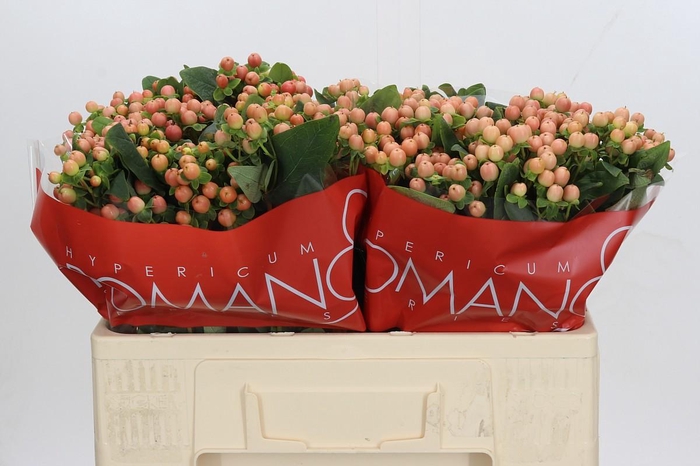 <h4>Hypericum Mellow Romance</h4>