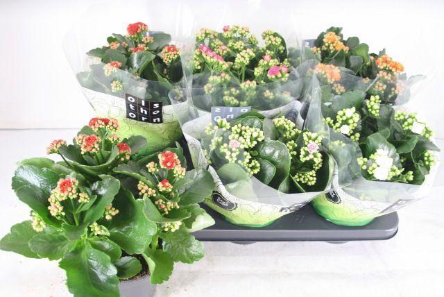 <h4>KALAN CALAN MIX P15</h4>