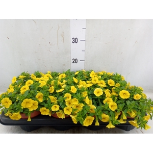 Calibrachoa  'Minifam Yellow'