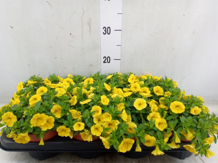 <h4>Calibrachoa  'Minifam Yellow'</h4>
