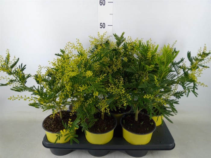 <h4>Acacia paradoxa</h4>