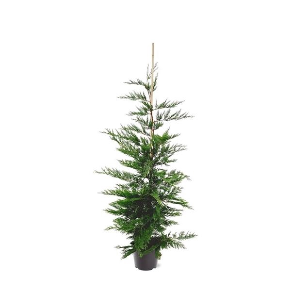 <h4>Cupressocyparis leylandii (zonder etiket)</h4>
