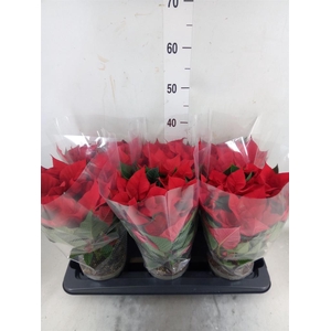 Euphorbia pulc. 'Christ Universe'