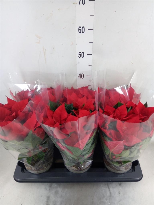 <h4>Euphorbia pulc. 'Christ Universe'</h4>