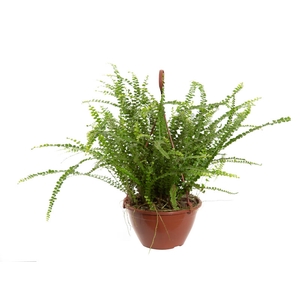 SAMAMBAIA CONFETE C18