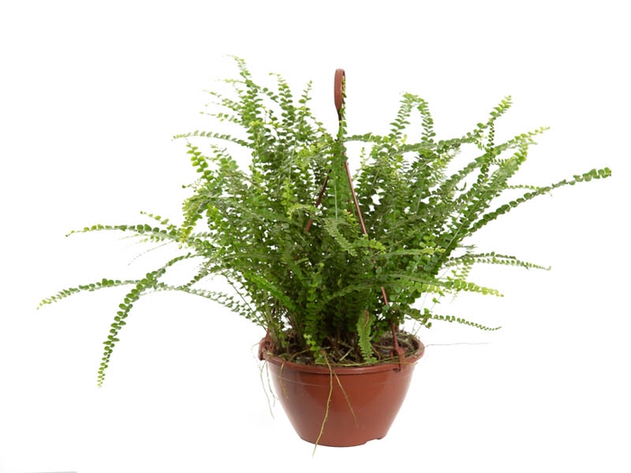 <h4>SAMAMBAIA CONFETE C18</h4>