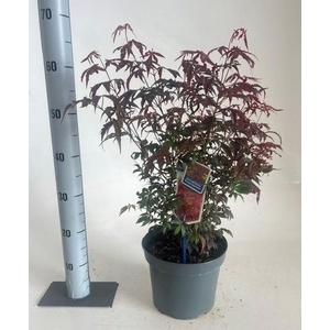 ACER PA ATROPURPUREU
