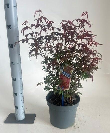 <h4>ACER PA ATROPURPUREU</h4>