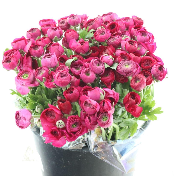 <h4>Ran El Hot Pink Extra</h4>