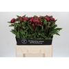 Paeonia Red Sarah Bernhardt