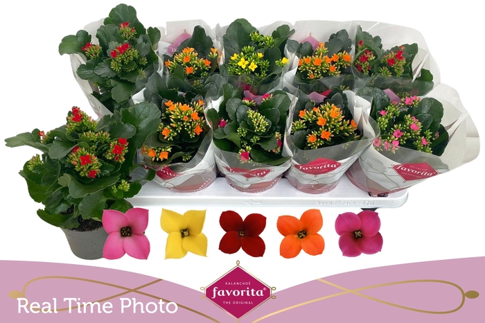 <h4>KAL EN GEM 5 KL</h4>