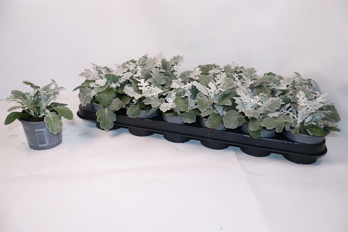<h4>Jacobaea maritima</h4>