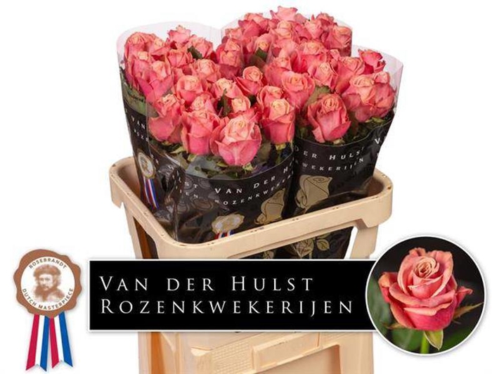 <h4>R Gr Adele Hulst</h4>