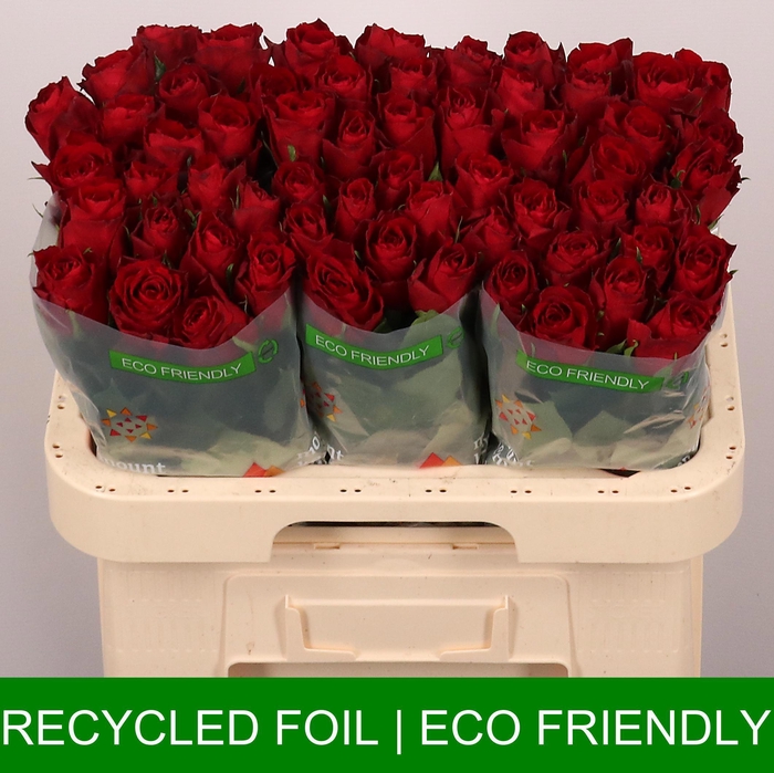 <h4>R GR MADAM RED</h4>