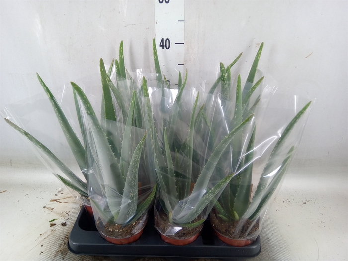 <h4>Aloe vera</h4>