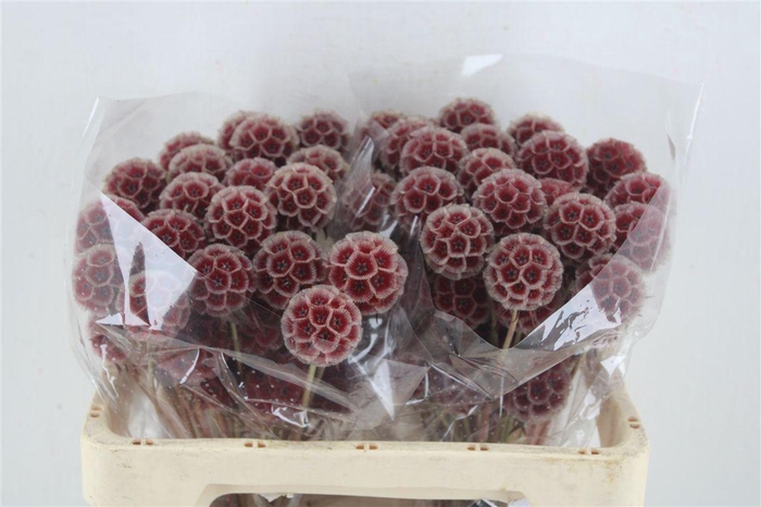 <h4>Scabiosa Stellata Klbh Red P Stem</h4>