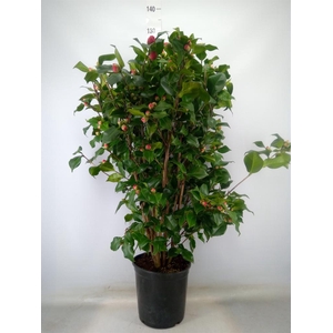 Camellia japonica 'Dr King'