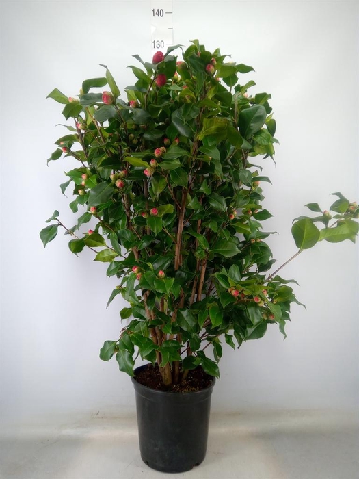 <h4>Camellia japonica 'Dr King'</h4>
