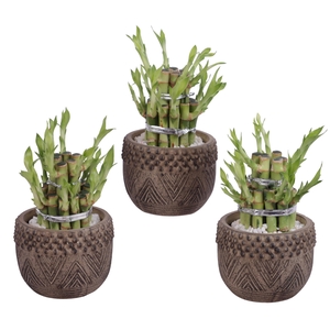 Lucky Bamboo Shape Round 2B Ø12cm Ceramic EV665