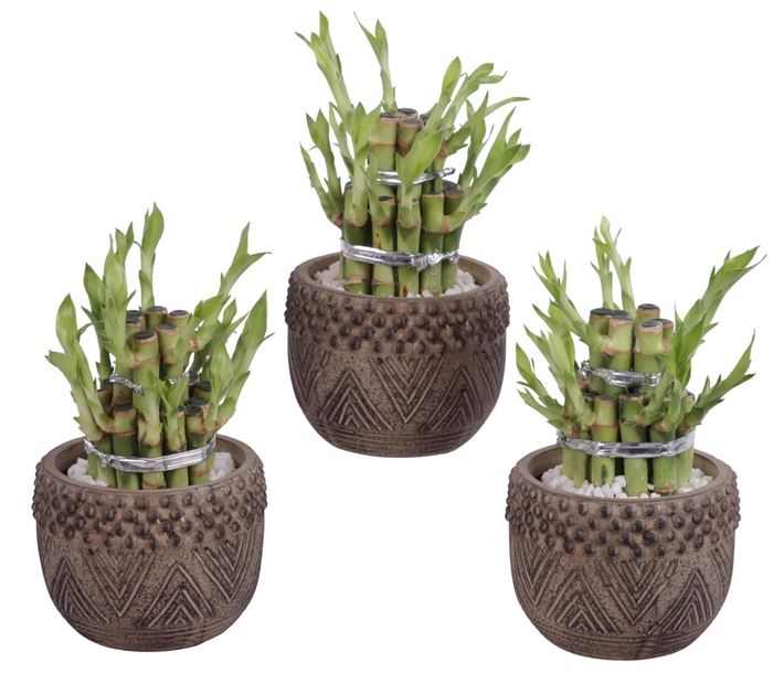 <h4>Lucky Bamboo Shape Round 2B Ø12cm Ceramic EV665</h4>