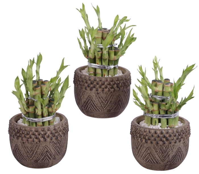 <h4>Lucky Bamboo Shape Round 2B Ø12cm Ceramic EV665</h4>