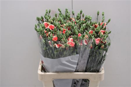 <h4>Dianthus Sp "symply Peach</h4>