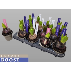 Hyacin Pear Gem 4 Kl