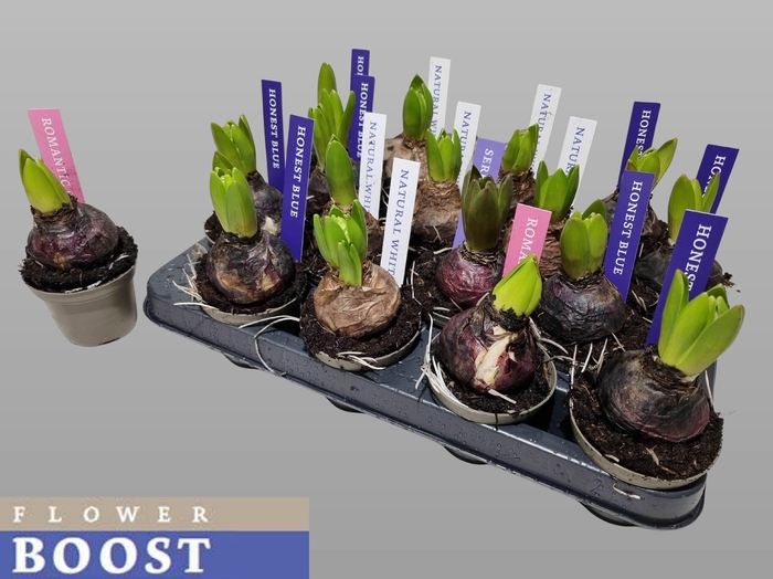 <h4>Hyacin Pear Gem 4 Kl</h4>