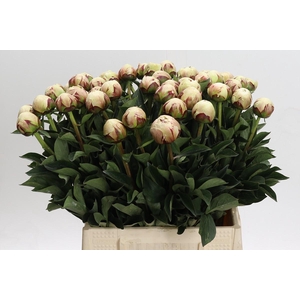Paeonia Odile