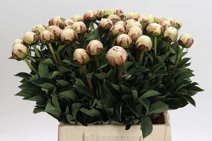 <h4>Paeonia Odile</h4>