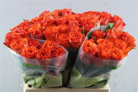 <h4>R Gr Orange Wave</h4>
