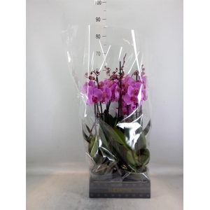 Phalaenopsis  'Ant Orlando'