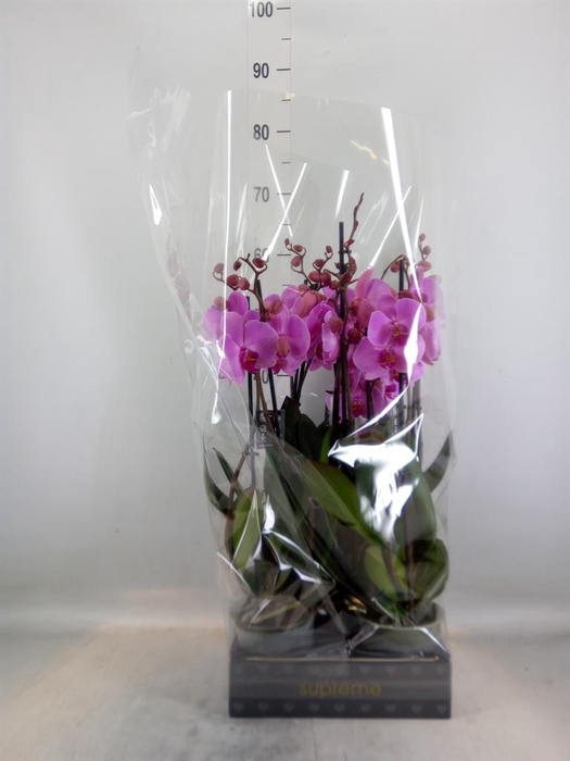 <h4>Phalaenopsis  'Ant Orlando'</h4>