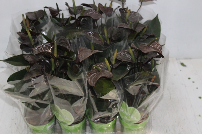 <h4>ANTHURIUM BLACK LOVE P09</h4>