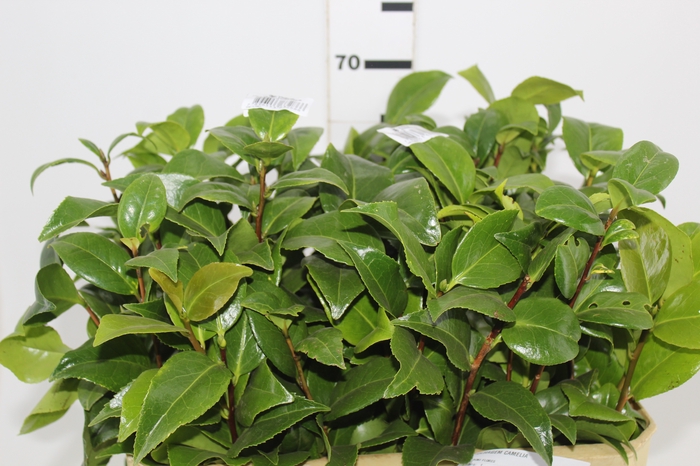 <h4>FOLHAGEM CAMELIA</h4>