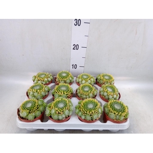 Sempervivum   ...